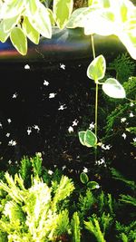 Plants growing in water