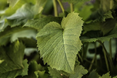 Close-up of fresh green leaves on plant