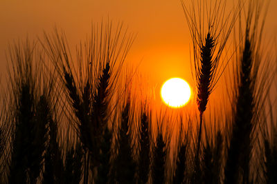 Close-up of wheat growing on field at sunset