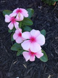 High angle view of pink flowers blooming on field