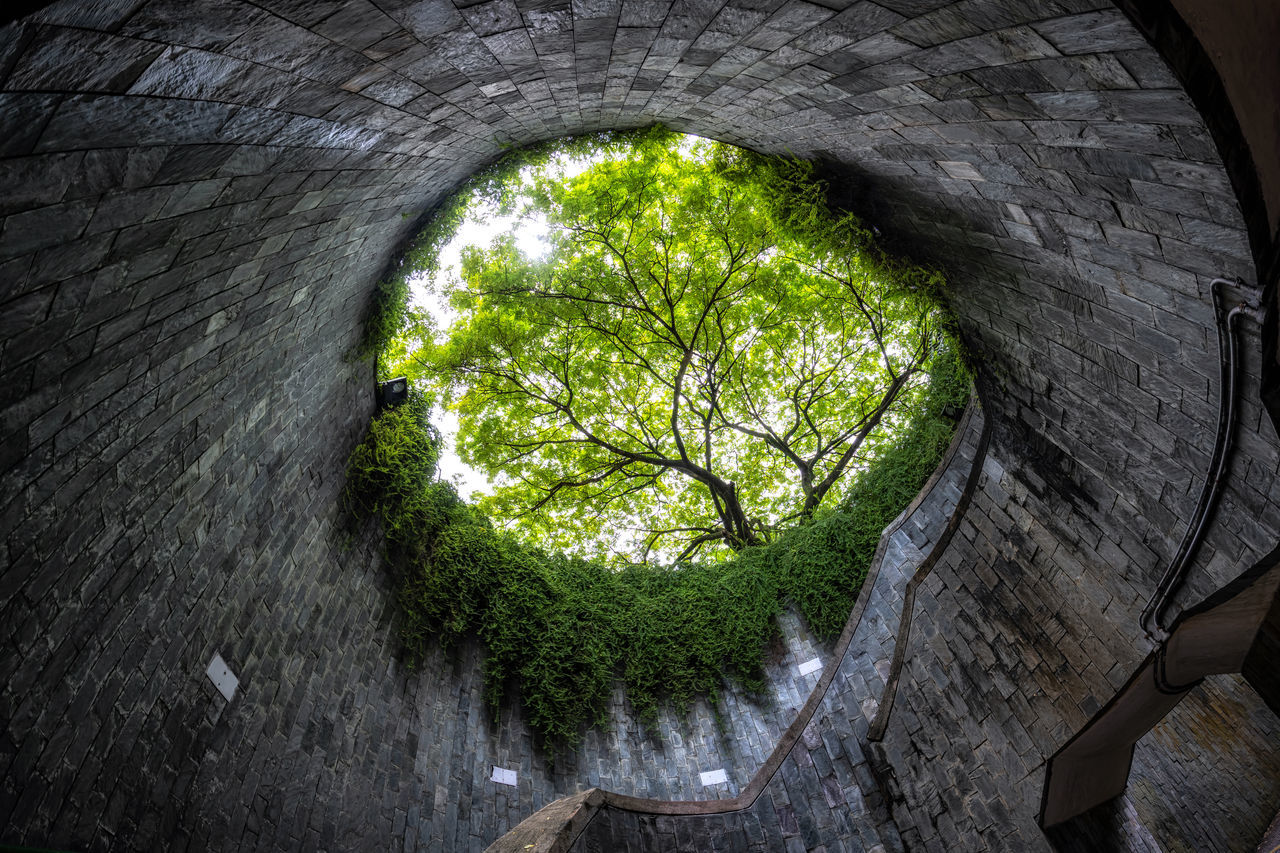 plant, green, tree, architecture, tunnel, darkness, built structure, light, no people, reflection, nature, sunlight, cave, growth, outdoors, day, circle, geometric shape, leaf, shape, arch, wall - building feature, low angle view, wall