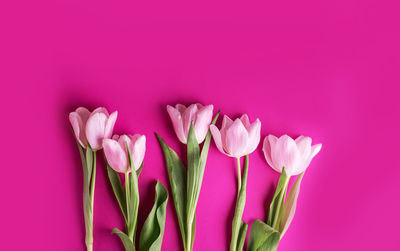 Close-up of pink tulip flowers against red background