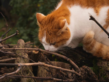 Close-up of a cat