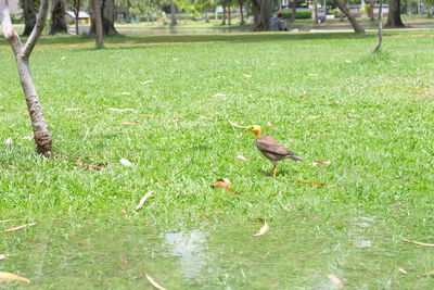 View of a bird in park