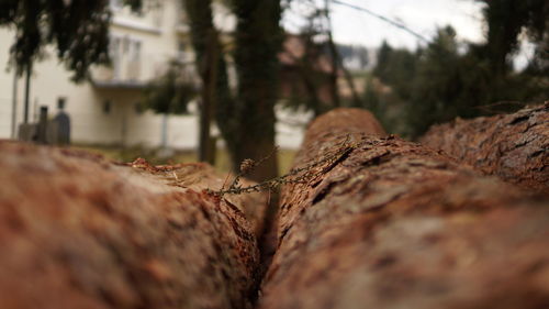 Close-up of tree trunk in forest