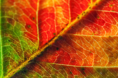leaf