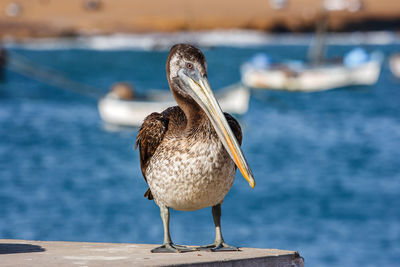 Close-up of pelican perching on shore