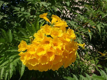 Close-up of yellow flowers