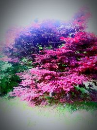 Pink flowers growing on tree