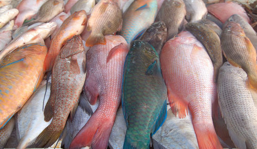 Close-up of fish for sale in market