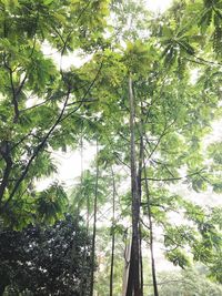 Low angle view of trees in the forest
