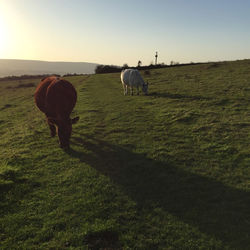 Cows grazing on field against clear sky