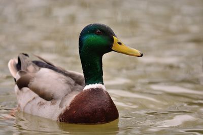 Close-up of mallard duck swimming in river