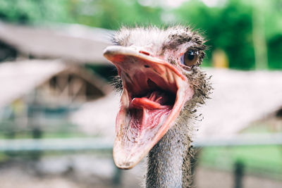 Close-up of an animal head