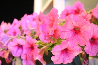 Close-up of pink flowers blooming outdoors