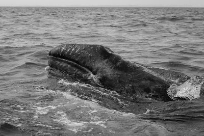 Whale swimming in sea