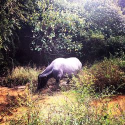 Horse in grass