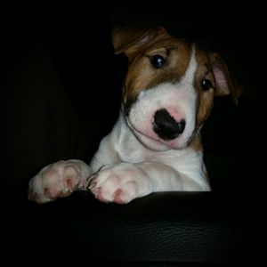 Close-up portrait of dog sitting against black background