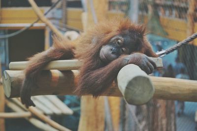 Close-up of monkey on wood at zoo