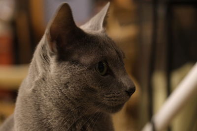 Close-up of a russian blue cat looking away