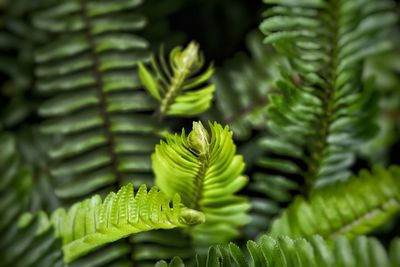 Close-up of green leaves on plant