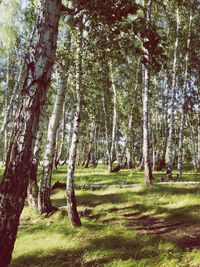 Trees on grassy field