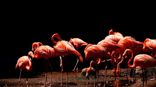 Flamingoes perching at lakeshore