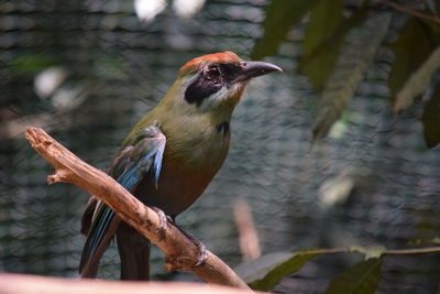 Close-up of bird perching on branch