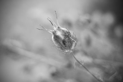 Close-up of dried plant on field