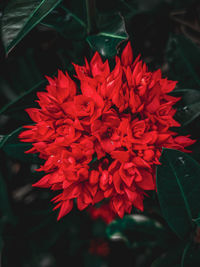 Close-up of red flowering plant