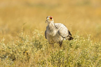 Portrait of a bird on field