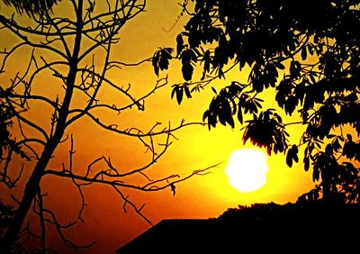 Silhouette of trees at sunset