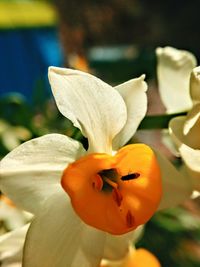 Close-up of flower against blurred background