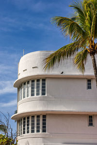 palm tree