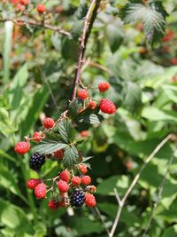 Close-up of berries growing on tree