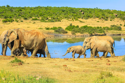 View of elephant on field