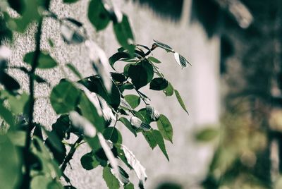 Close-up of plant growing outdoors