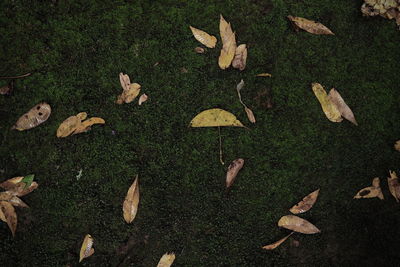 High angle view of dry leaves on field