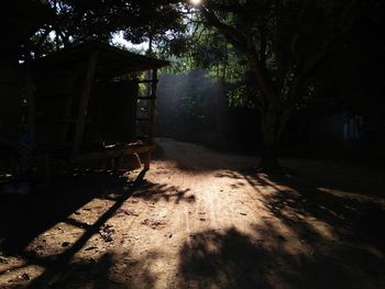 Trees by abandoned house in forest