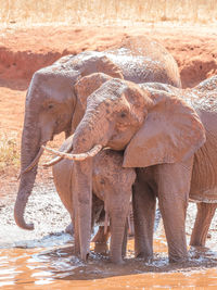 View of elephant drinking water