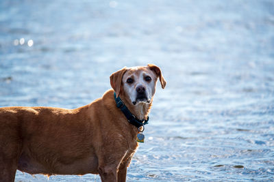 Portrait of dog standing at beach