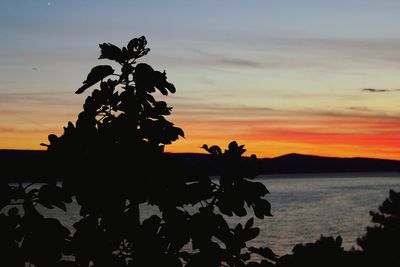 Plants at sunset