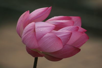 Close-up of pink lotus 