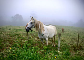 Horse standing on field against sky during foggy weather