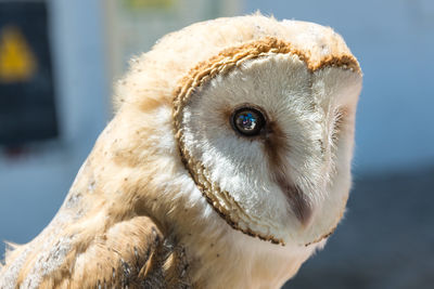 Close-up portrait of owl