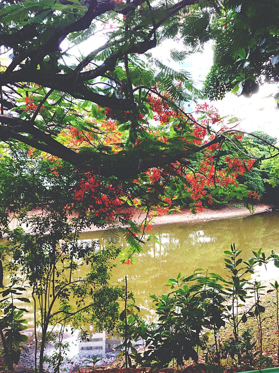 tree, growth, water, branch, nature, tranquility, beauty in nature, lake, sky, tranquil scene, reflection, autumn, day, scenics, outdoors, built structure, change, no people, river, idyllic