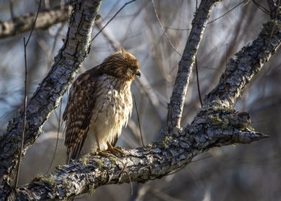 Red-shouldered hawk on a branch at cullinan park in sugar land, texas.