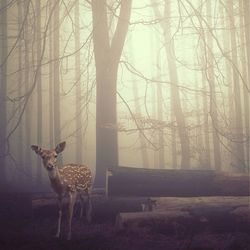 Spotted fawn standing near logs in forest