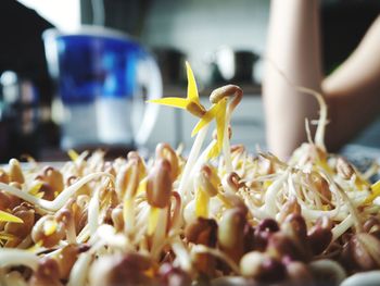 Close-up of fresh flowers in plate