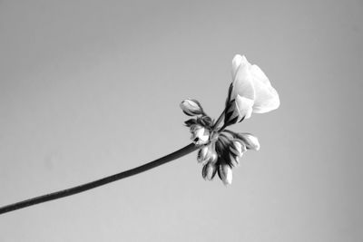 Close-up of wilted flower against white background